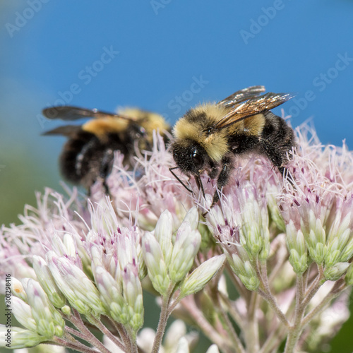 Bombus affinis, Rusty Patched Bumble Bee