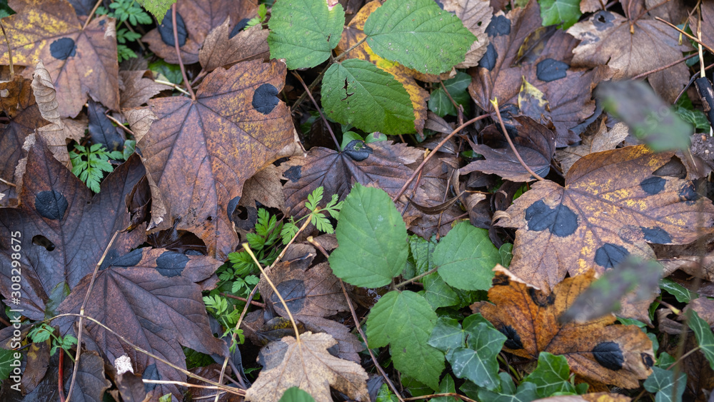 Leaf at fall in a forest, on the ground Leaf at fall in a forest, on the ground