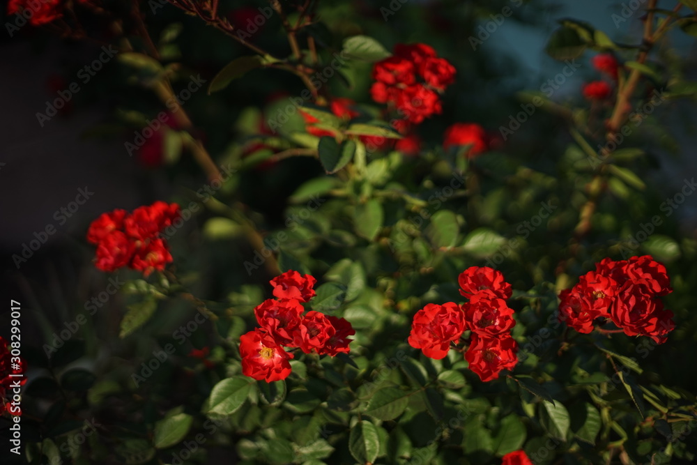 Red small roses grow in the summer garden. Red small roses grow in the summer garden.