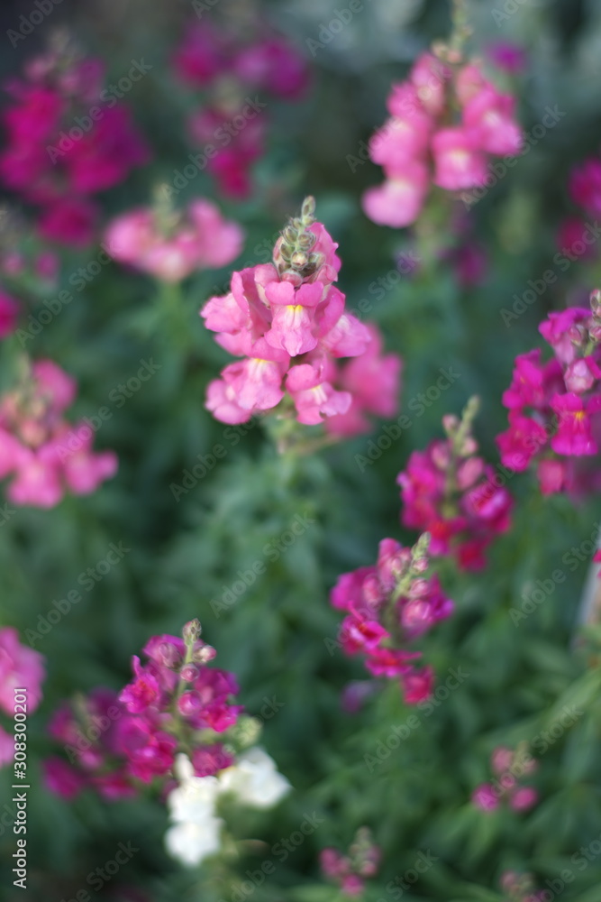 Pink snapdragon flowers grow in the garden closeup. Pink snapdragon flowers grow in the garden closeup.