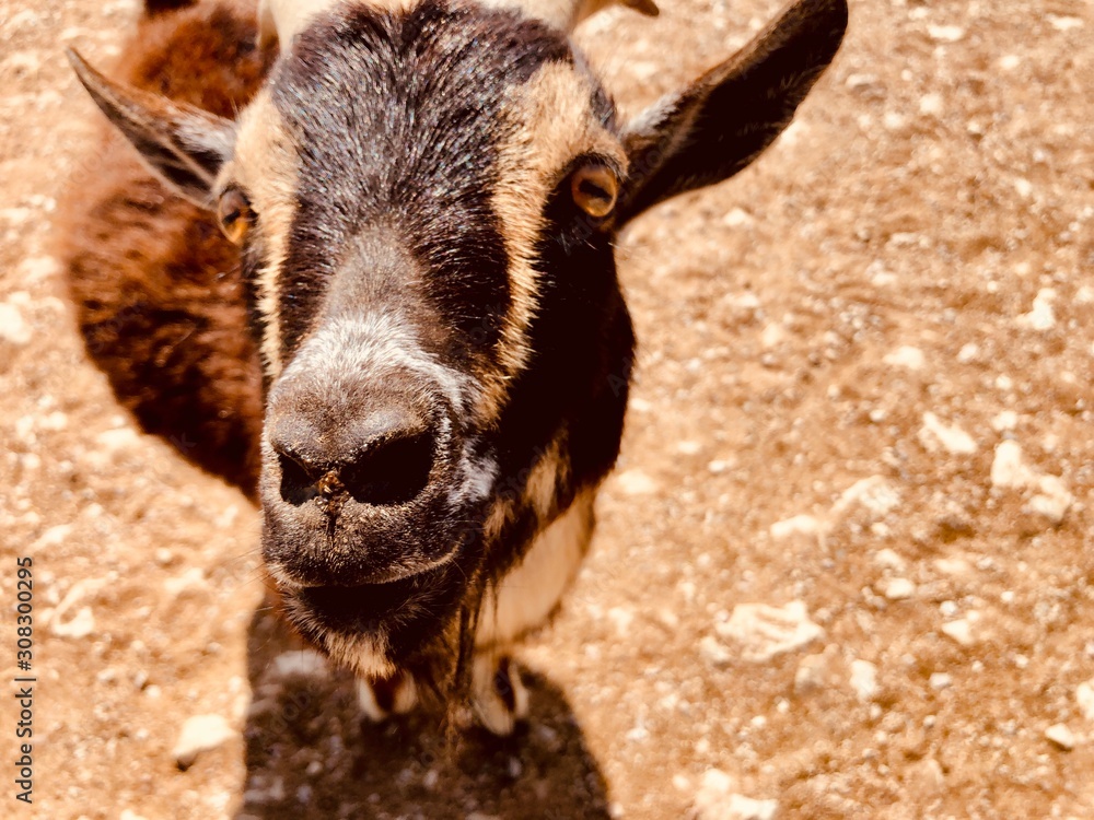 Fototapeta premium portrait of a goat