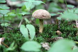 Inedible mushrooms grow in autumn in the forest