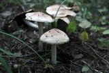Inedible mushrooms grow in autumn in the forest