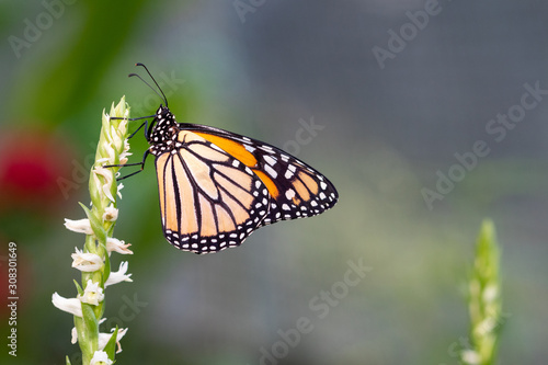 A wonderful orange and yellow butterfly - side view