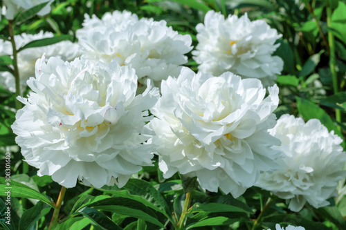 Fototapeta Naklejka Na Ścianę i Meble -  White flower peony flowering