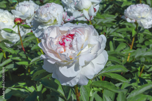 White flower peony flowering