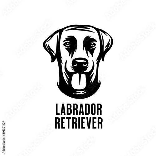 Labrador retriever head drawing. Vector illustration.