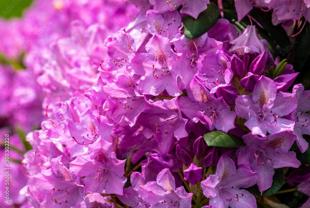 Blooming pink flowers of Rhodenron. A great decoration for any garden Blooming pink flowers of Rhodenron. A great decoration for any garden