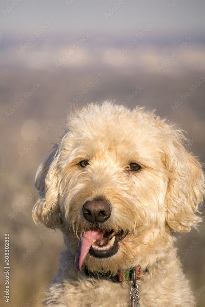 Labradoodle South Table Mountain Portraits #5