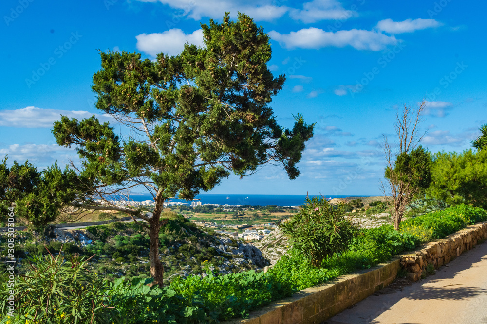 Tree in Gharghur overlooking Naxxar and coast, Malta