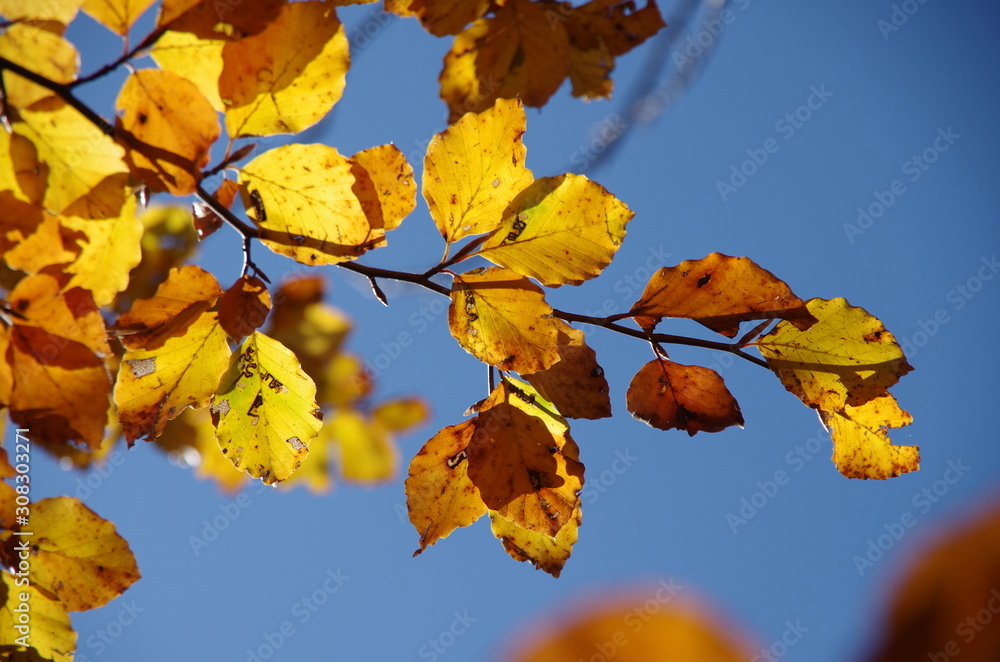 Fototapeta premium Herbstlaub