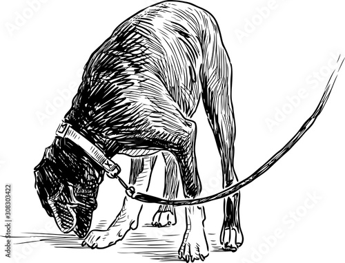 Sketch of puppy on a leash for a walk