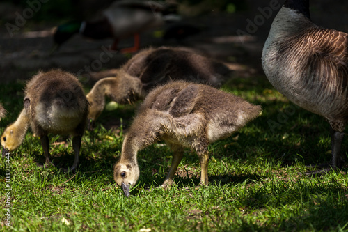 Canada goose and gosling in water.
