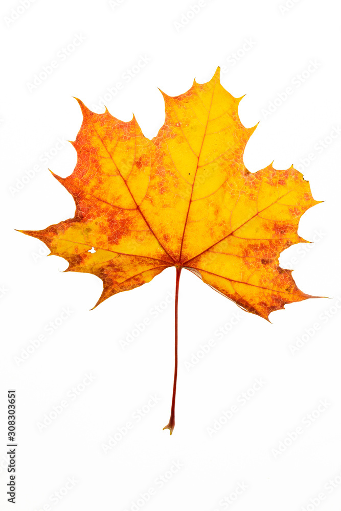 Herbstlaub Herbstlaub