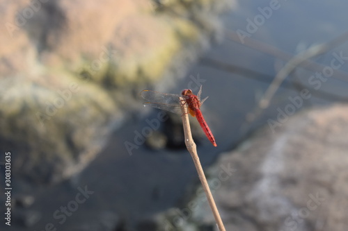 Red dragonfly, wildlife