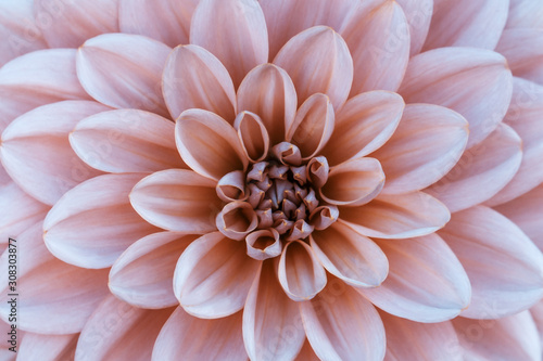  Defocused pink dahlia petals macro, floral abstract background. Close up of flower dahlia for background, Soft focus © Olena