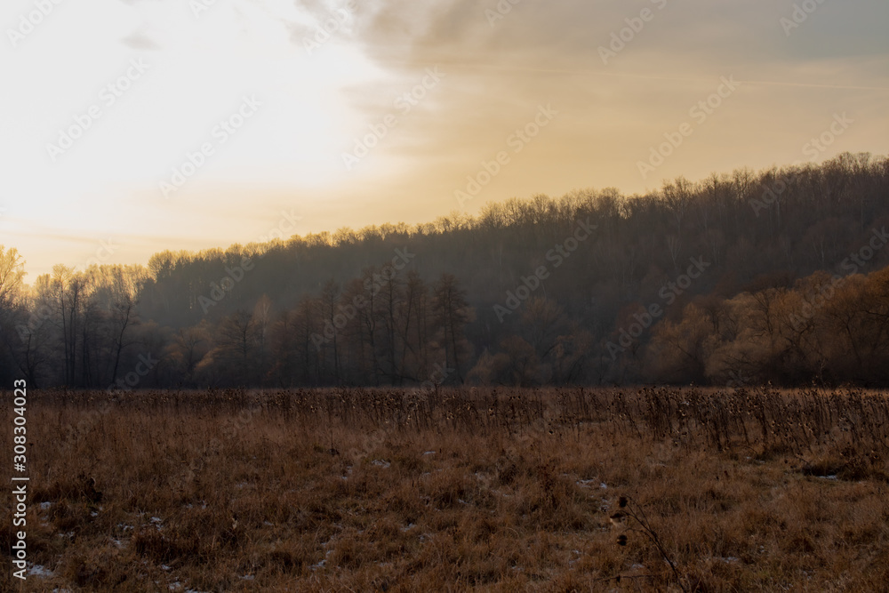 Late autumn landscape - a dense mixed forest in the background, shrouded in autumn haze (fog) and a field with wilted grass