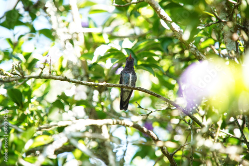 Sapphire-spangled Emerald Hummingbird