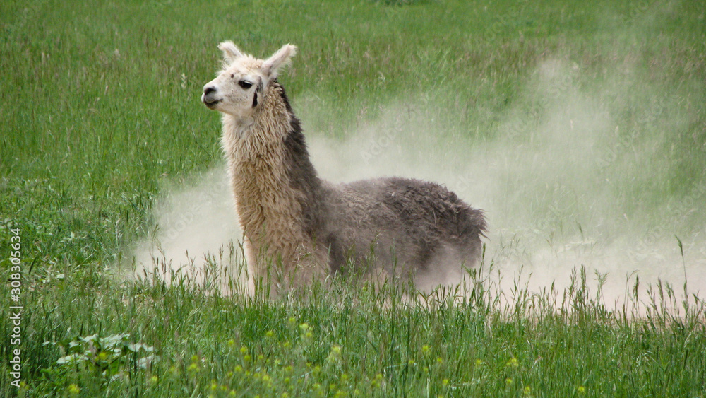 Llama just finished dust bath Llama just finished dust bath