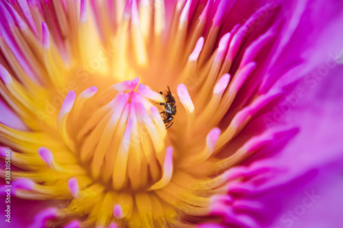 Lotus bloom with bee and sunlight morning