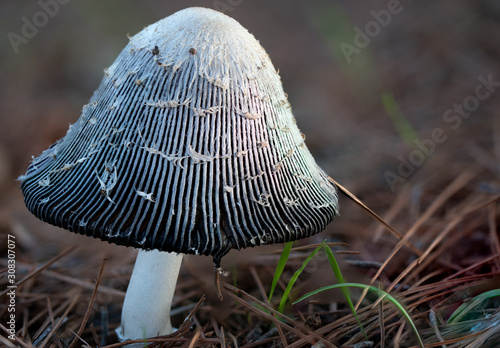 Close-up image of Coprinus comatus mushroom.