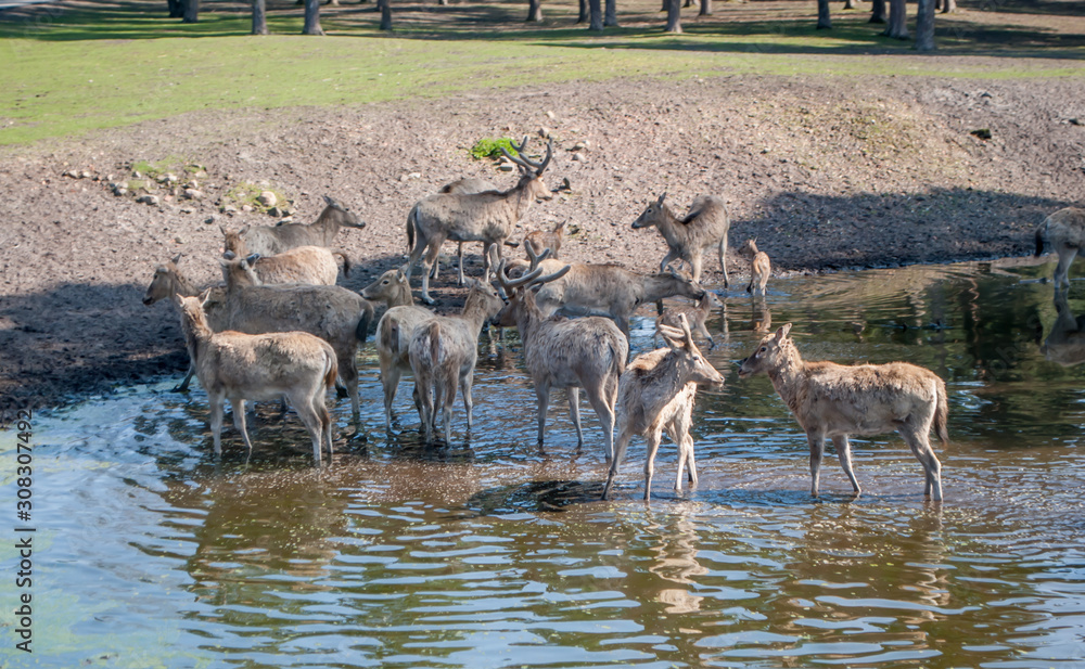 Deer swimming in the lake in the morning at sunrise Deer swimming in the lake in the morning at sunrise
