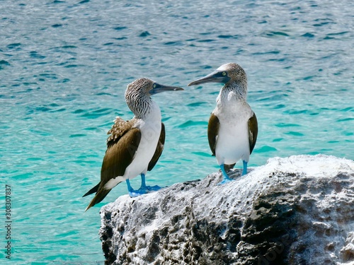 tow blue fooded boobies looking at each other at the seaside on galapagos