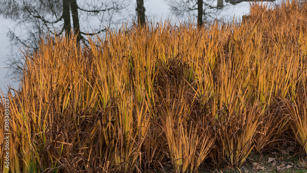 Fototapeta premium Dead dry Grass texture near a lake