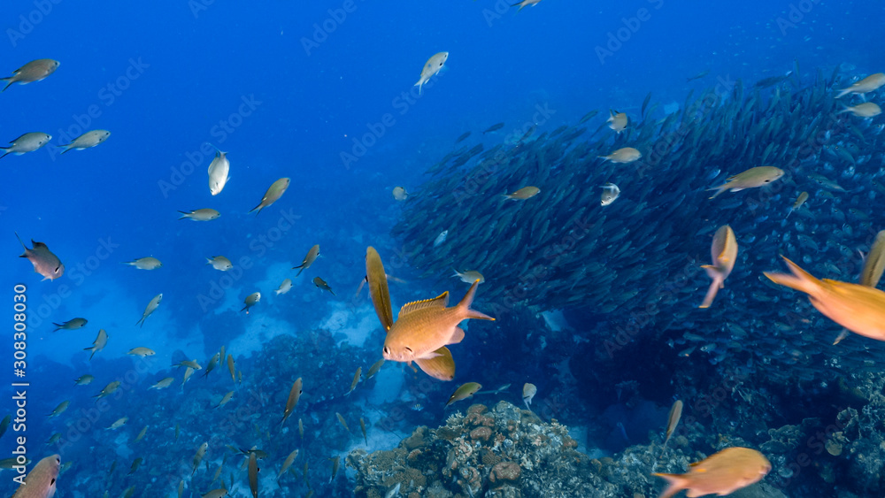 Naklejka premium Bait ball / school of fish in turquoise water of coral reef in Caribbean Sea / Curacao
