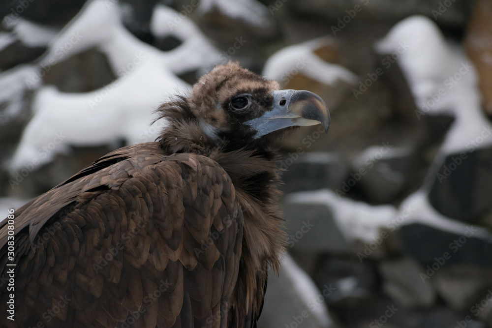 Griffon vulture portrait. Griffon vulture eye. Griffon vulture head. Griffon vulture gyps profile Griffon vulture portrait. Griffon vulture eye. Griffon vulture head. Griffon vulture gyps profile