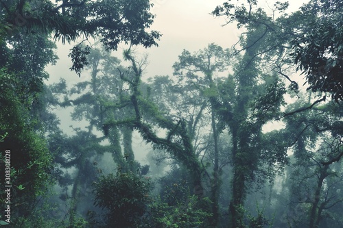 tree in fog