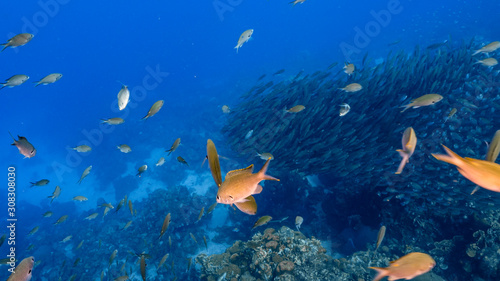 Bait ball / school of fish in turquoise water of coral reef in Caribbean Sea / Curacao © NaturePicsFilms