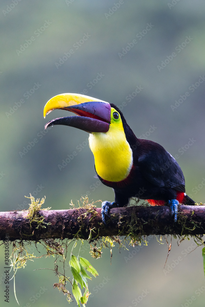 Fototapeta premium Keel-billed Toucan - Ramphastos sulfuratus, large colorful toucan from Costa Rica forest with very colored beak.