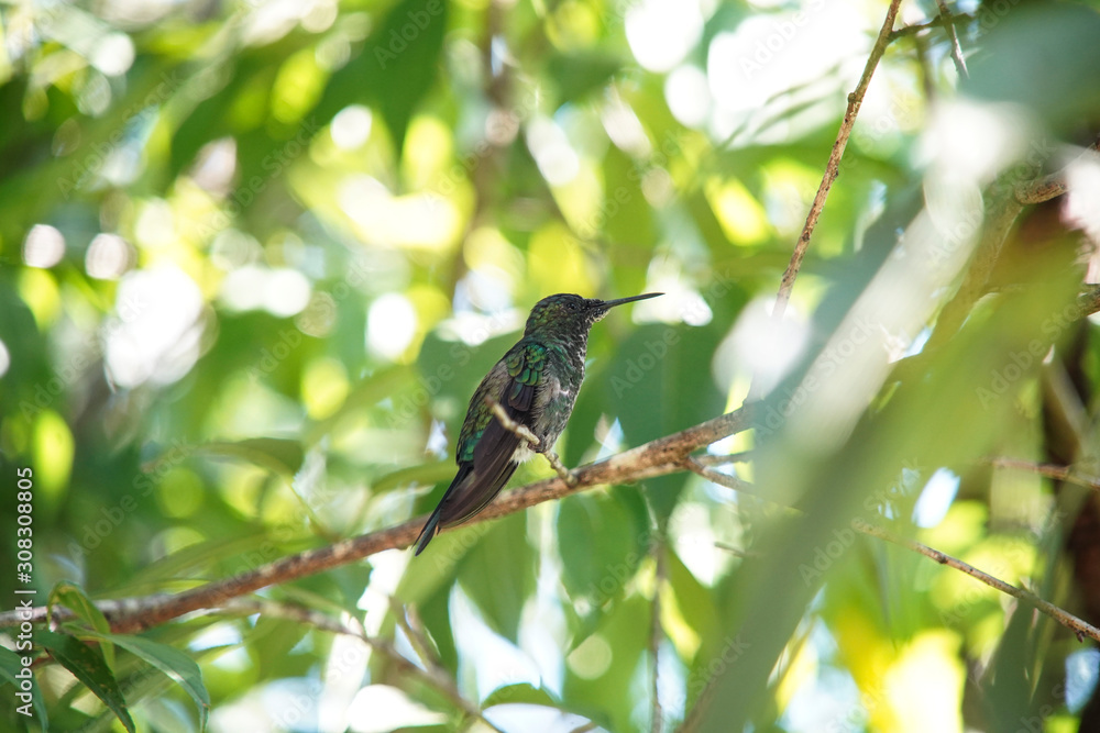 Versicolored Emerald Hummingbird Versicolored Emerald Hummingbird