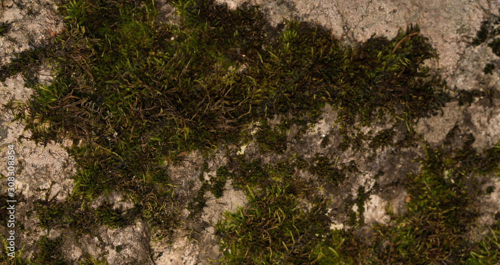 Moss green texture. Moss background. Green moss on grunge texture, background. Long web banner