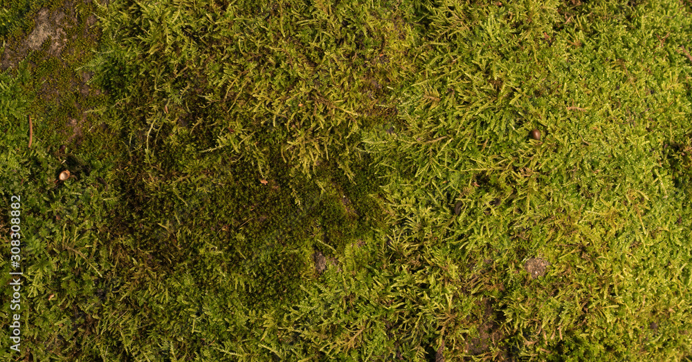Moss green texture. Moss background. Green moss on grunge texture, background. Long web banner Moss green texture. Moss background. Green moss on grunge texture, background. Long web banner