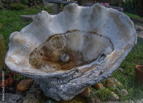 image of a giant clam shell, tridacnagigas photo