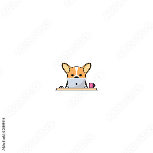 Cute welsh corgi dog working on a laptop, vector illustration photo