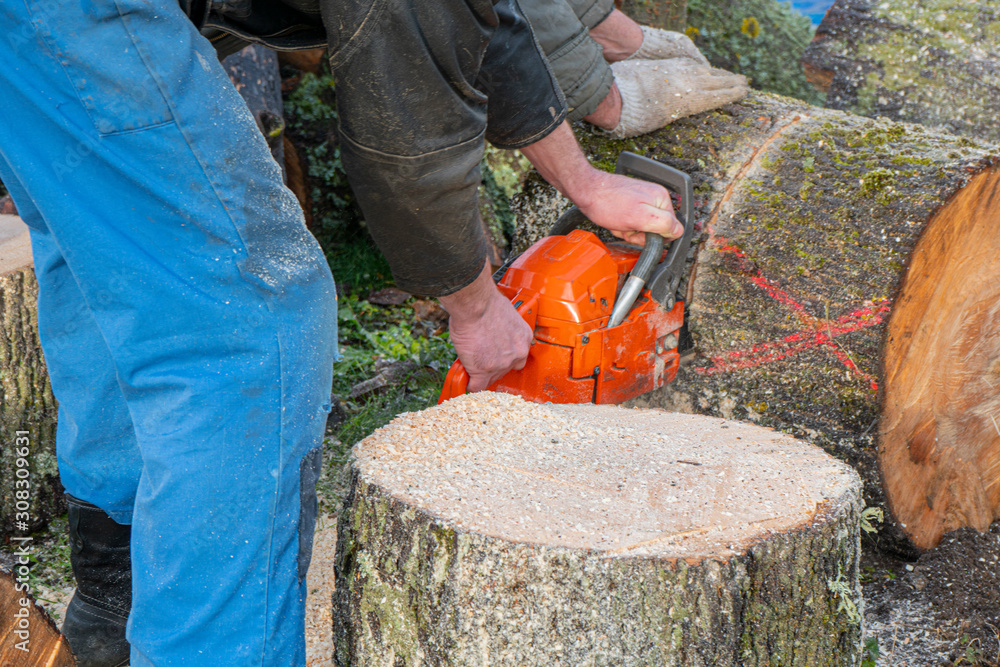 a man in blue trousers saws wood with a chainsaw