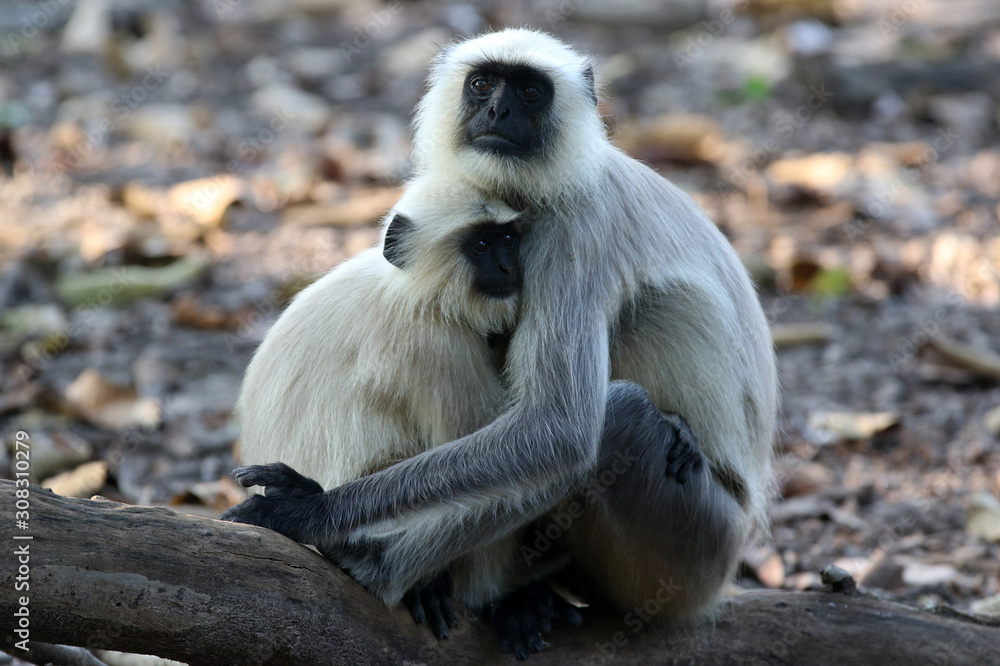 Obraz premium kanha langurs