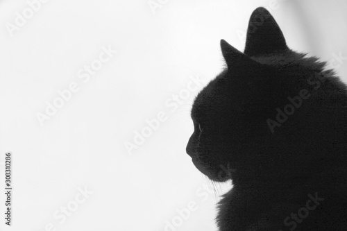 backlit cat
