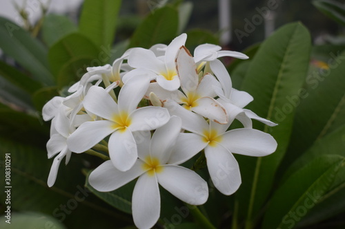 Plumeria rubra with White flowers, the frangipani close-up. HD 