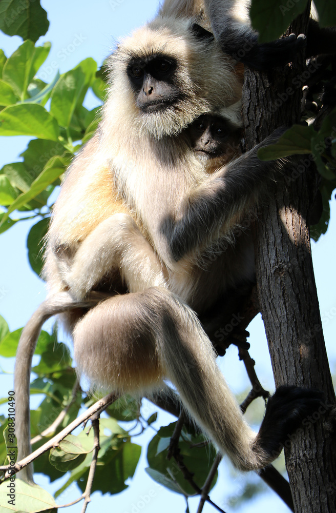 Obraz premium bandhavgarh langurs