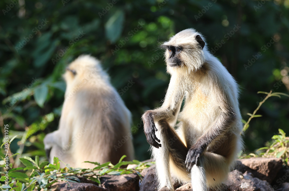 bandhavgarh langurs