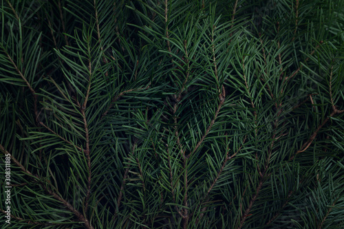 Background of Christmas tree branches. Dark toning. Copy space. Texture. Abstract.