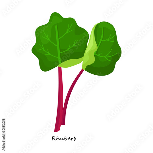 Rhubarb vector icon.Cartoon vector icon isolated on white background rhubarb. photo