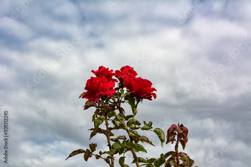 red flowers on blue sky background