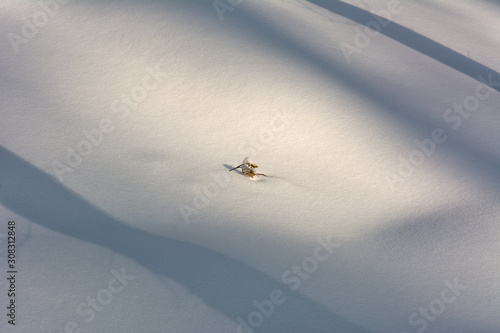 Shadow of a tree in the snow on a winter day