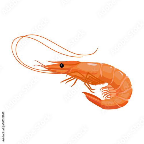 Shrimp vector icon.Cartoon vector icon isolated on white background shrimp .