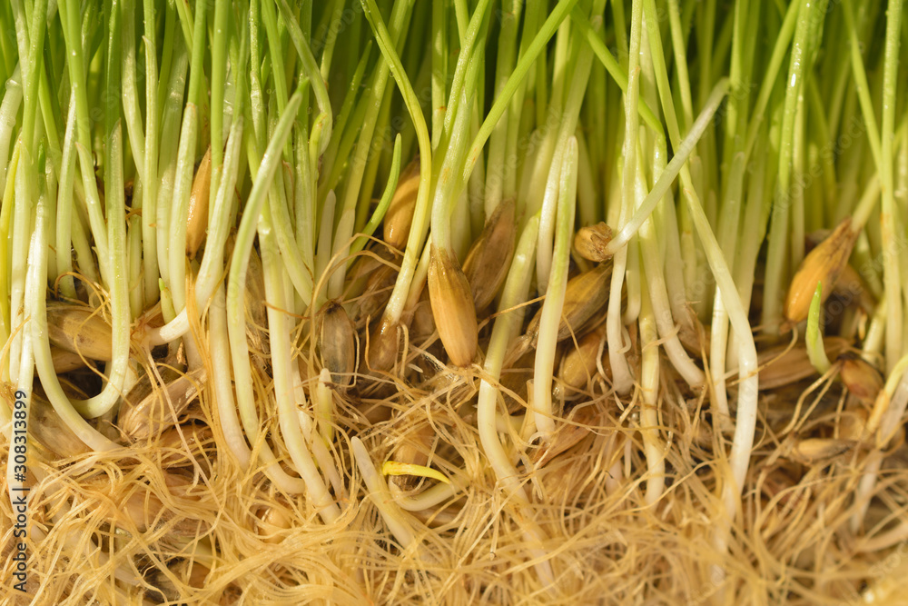 Closeup of spring green grass with roots. Closeup of spring green grass with roots.